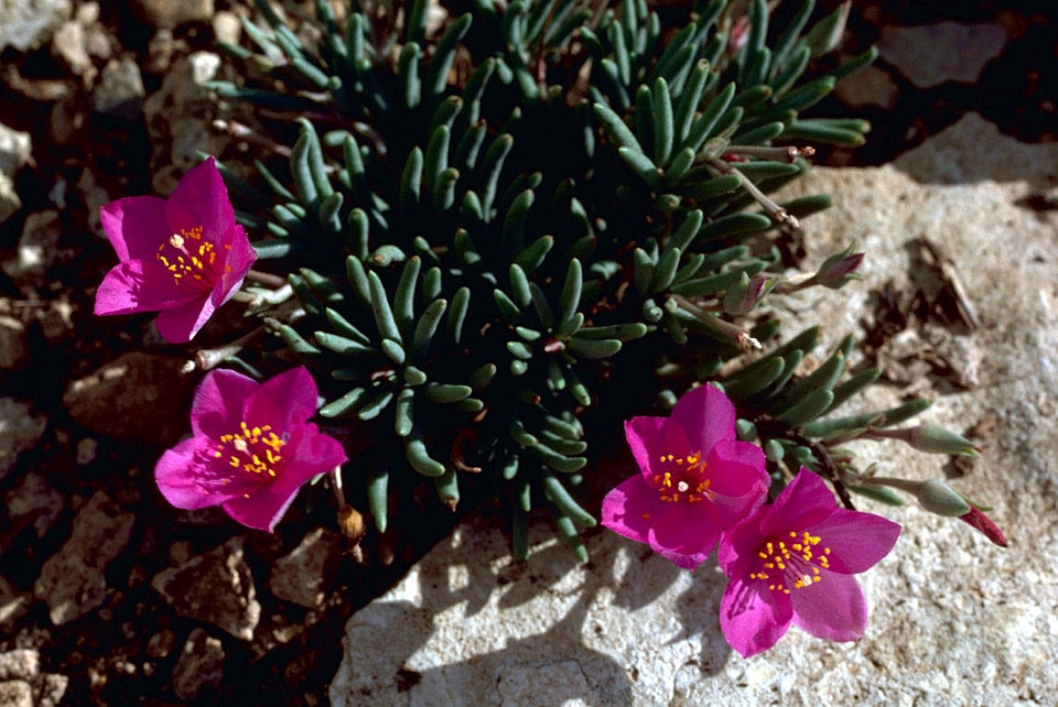 Pursline flowers