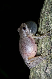 Northern Spring Peeper-1