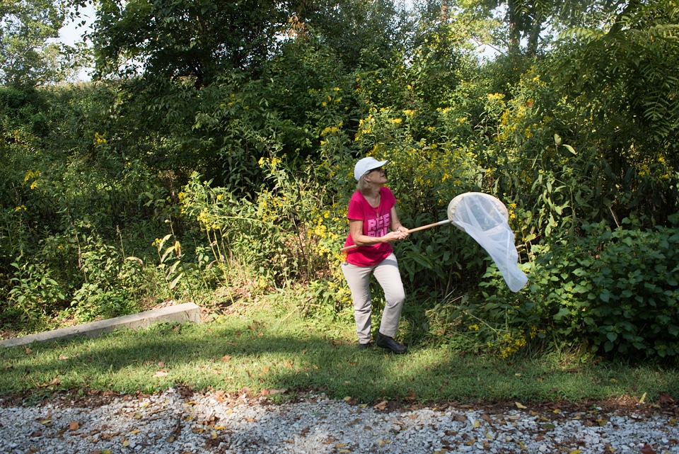 Volunteer netting monarch butterfly