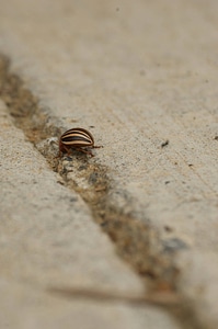 Colorado potato beetle-1