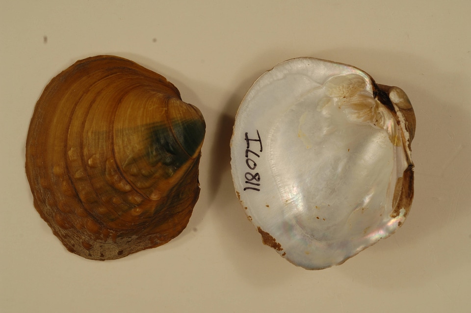 Amphinaias pustulosa-2