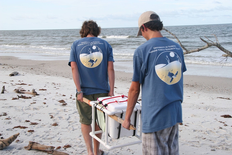 Sea Turtle egg relocation-1