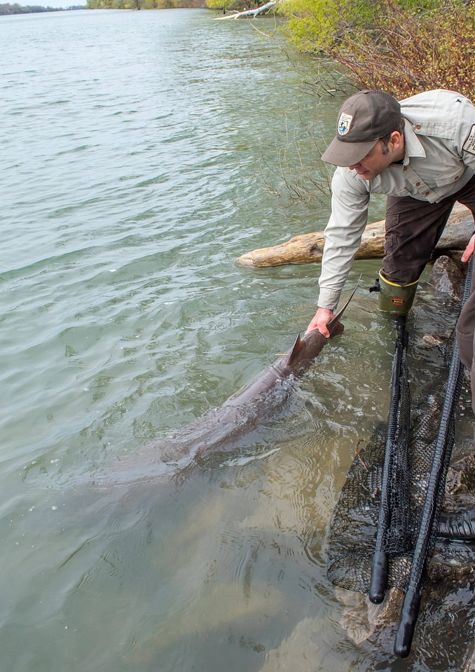 USFWS Fisheries workers prepare to release Lake sturgeon-1