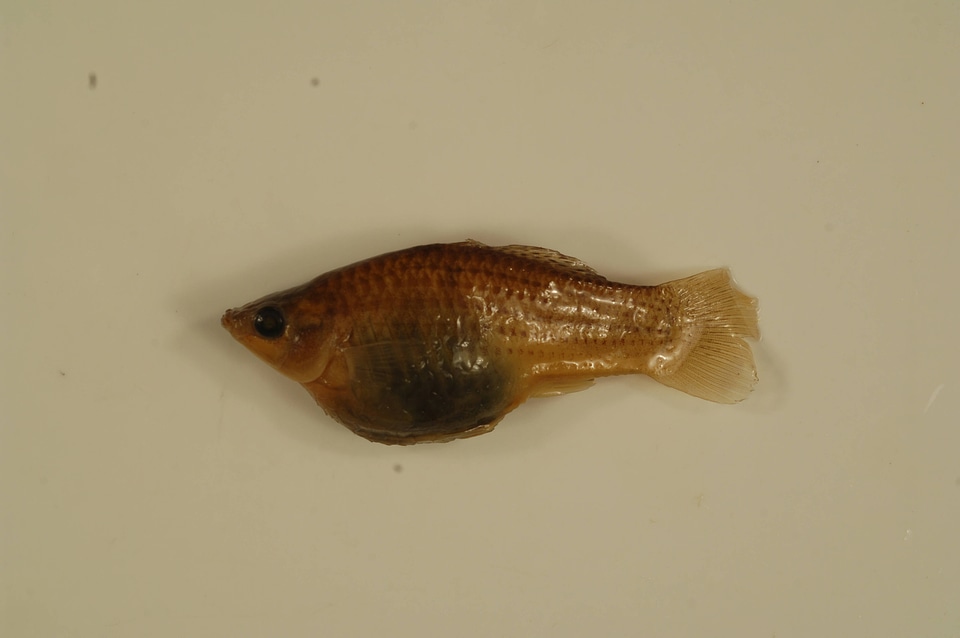 Poecilia latipinna