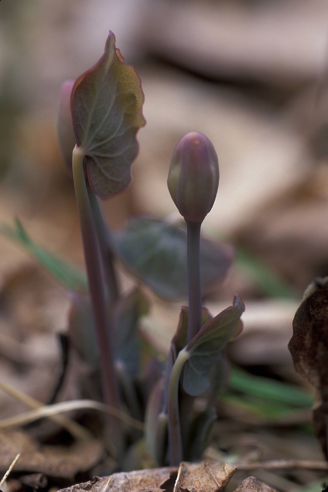 Twinleaf-1