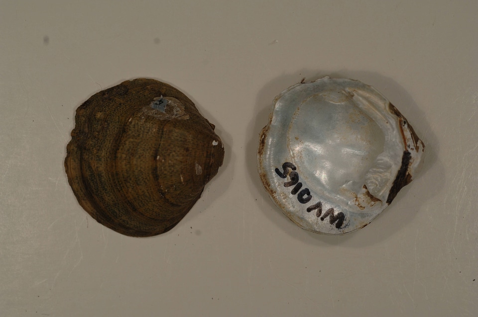 Cyprogenia stegaria-4