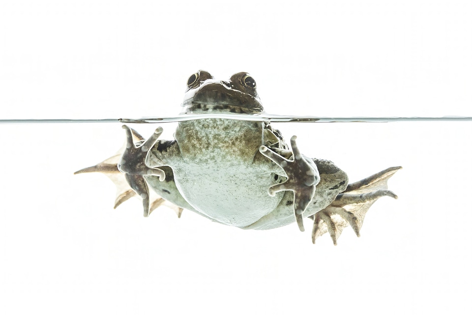 Plains leopard frog