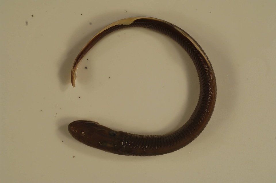 Entosphenus similis