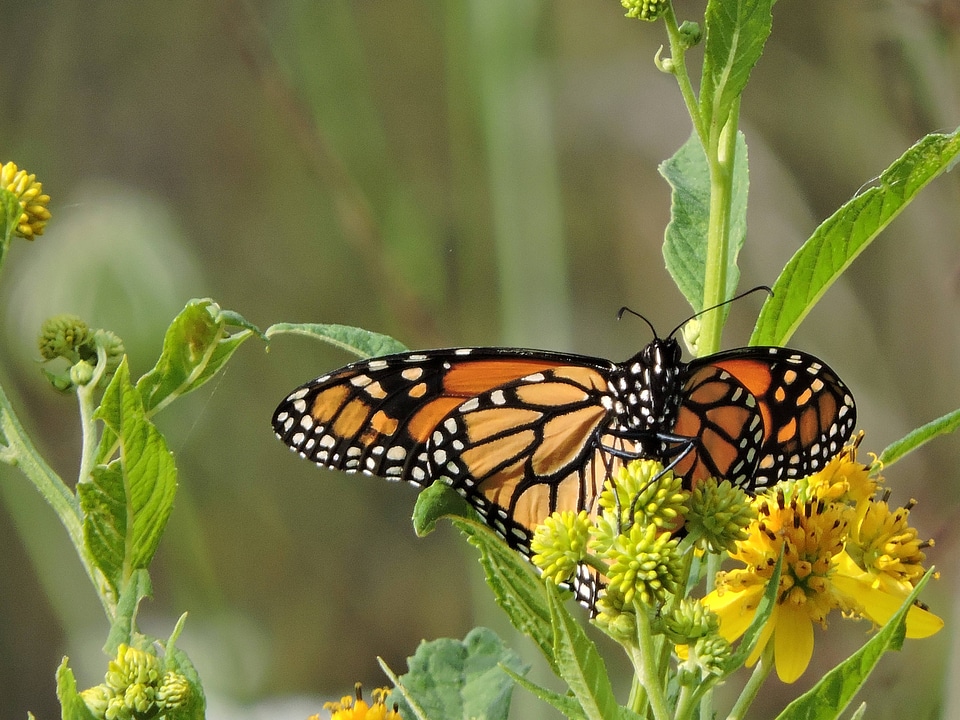 Monarch butterfly-2