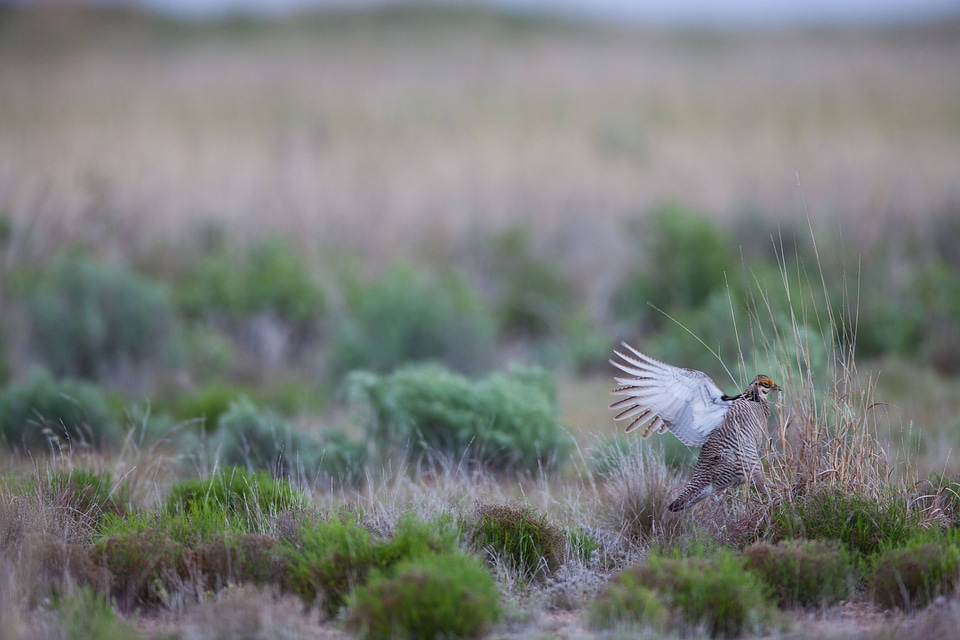 Lesser Prairie-Chicken-1