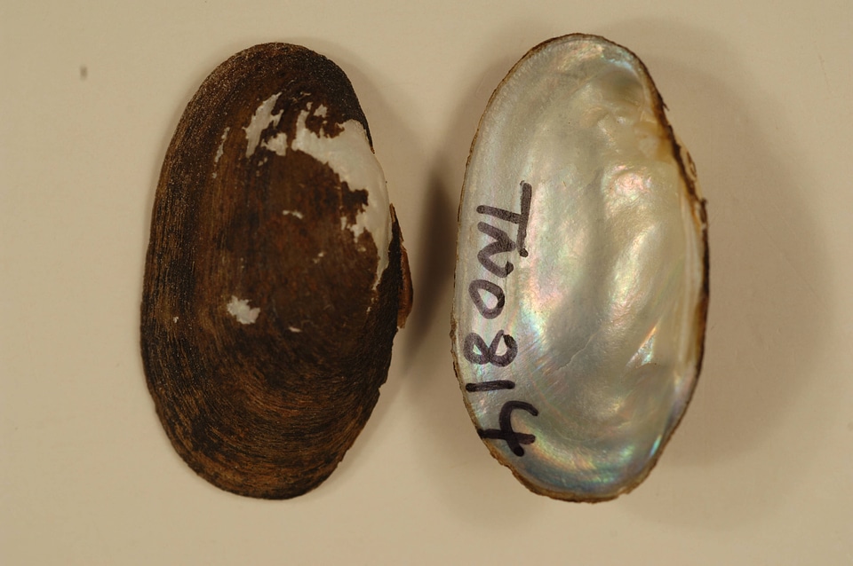 Toxolasma parvum-6