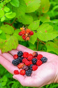 NCTC land management specialist with handful of wineberries and blackberries-1