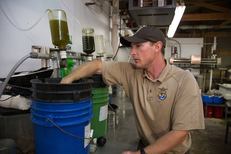 Biologist grows freshwater mussels in hatchery-2