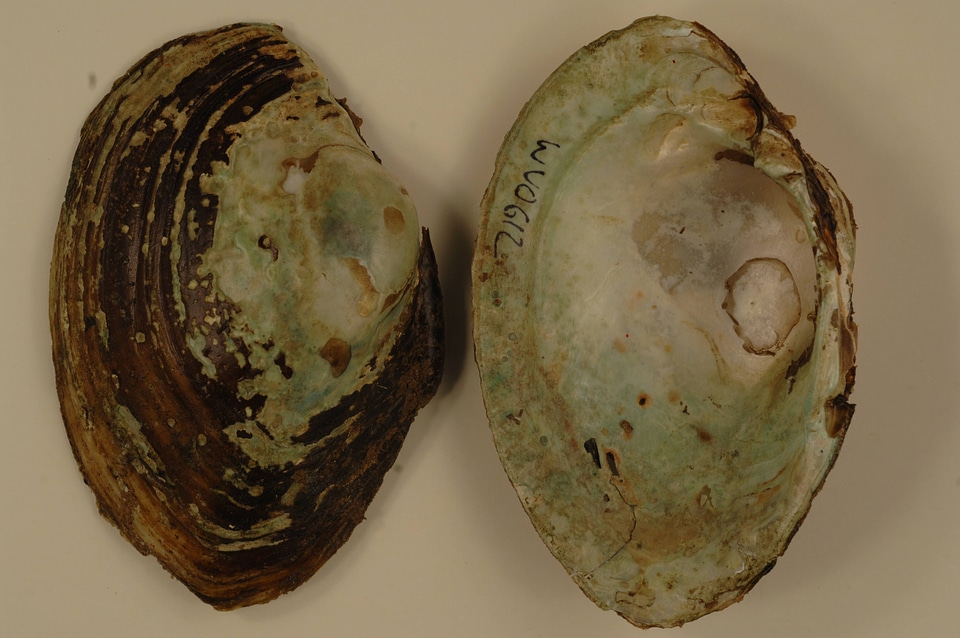 Lampsilis cardium-2