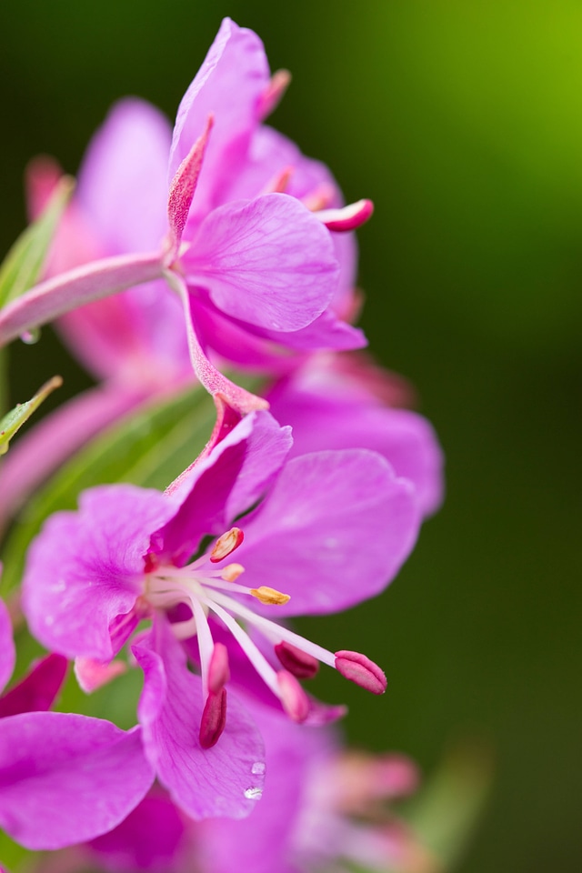 Fireweed-1