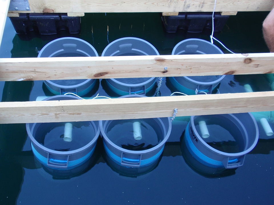 Floating upweller system culture chambers