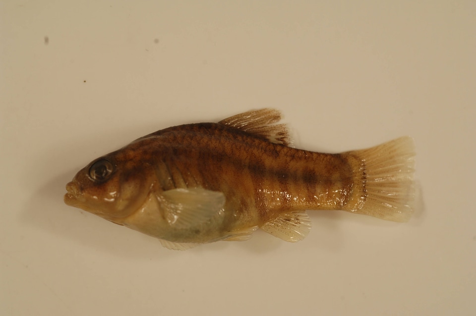 Cyprinodon variegatus-5