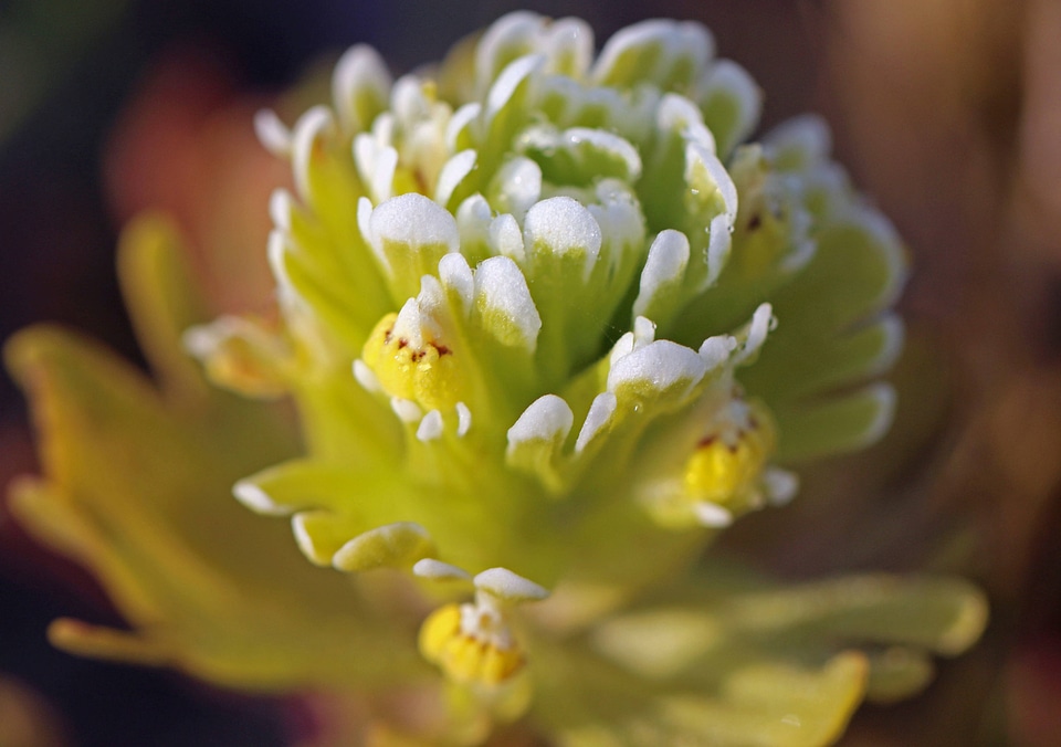 Castilleja ambigua