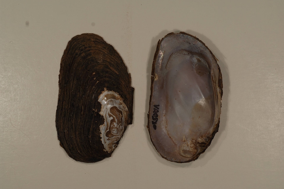 Elliptio complanata-2