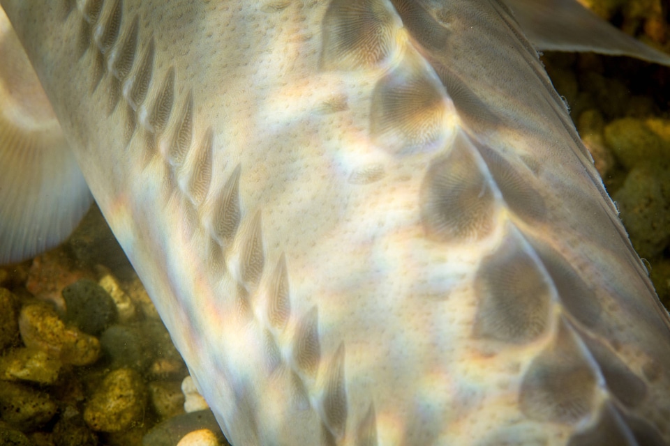 Pallid Sturgeon-2