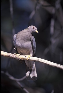 Band-tailed Pigeon-2