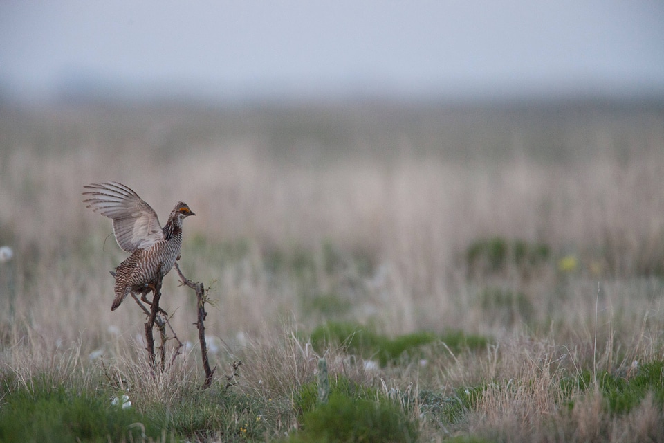Lesser Prairie-Chicken-1