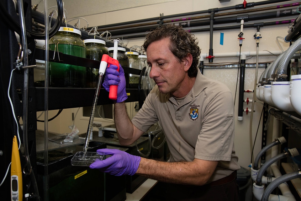 FWS biologist observes captive Devils Hole pupfish-3