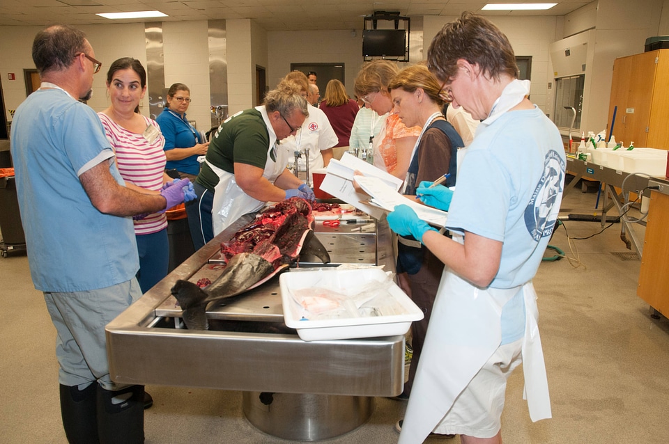 Marine Mammal Stranding Course at NCTC-1
