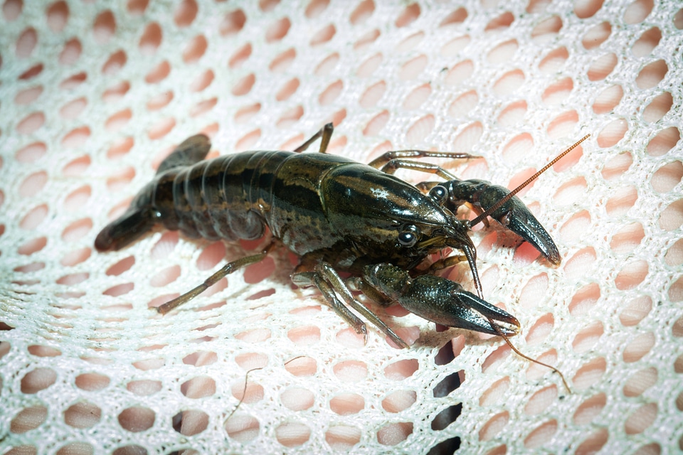 Panama City crayfish-4