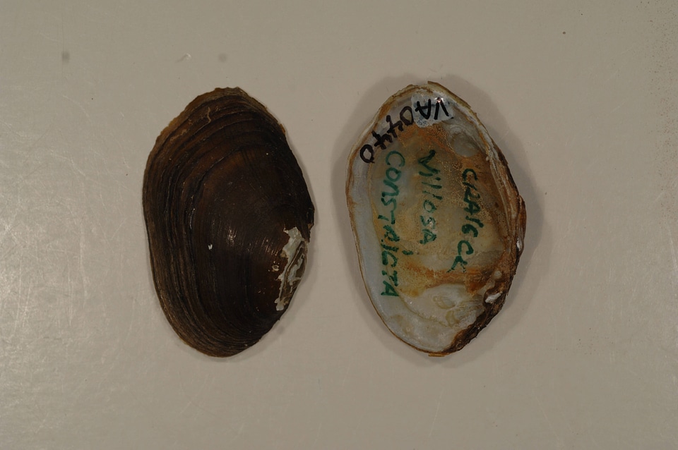 Villosa constricta-1