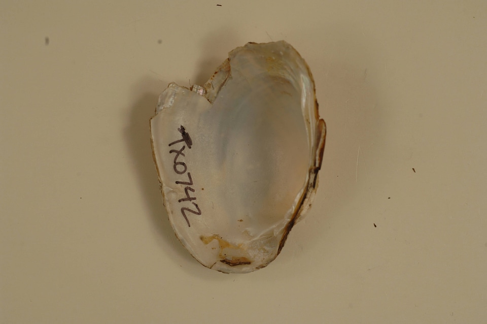 Lampsilis bracteata (inside)-3