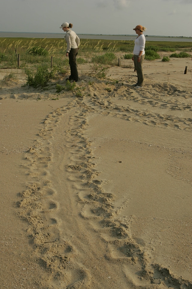 Sea turtle crawl