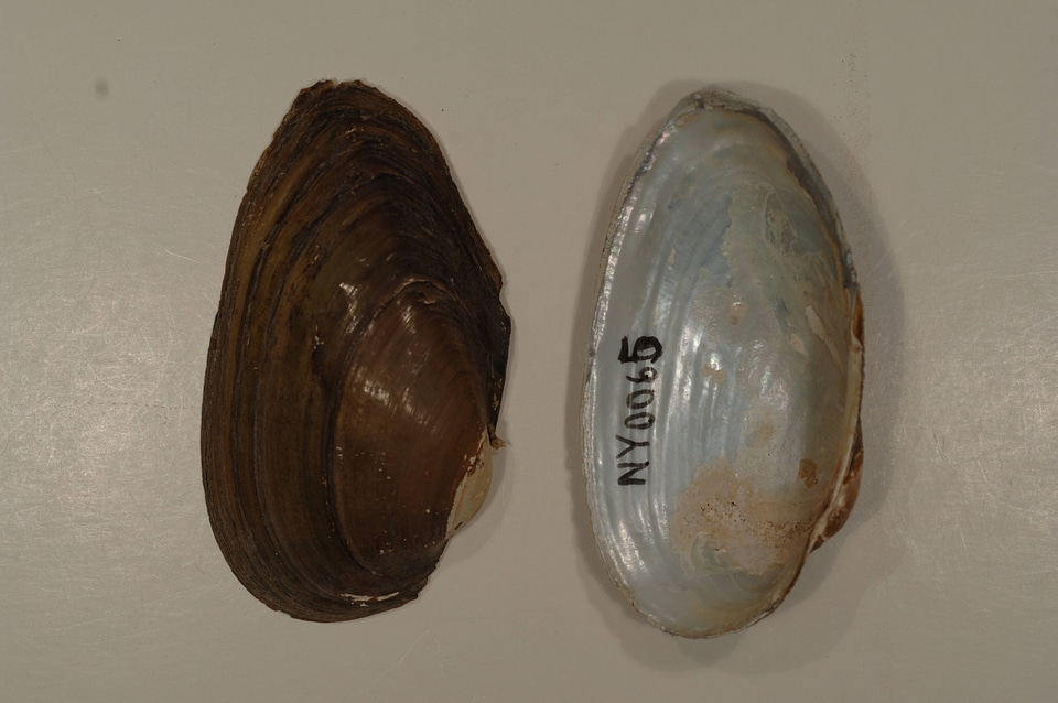 Pyganodon grandis-2