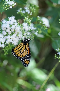 Monarch butterfly-3 photo