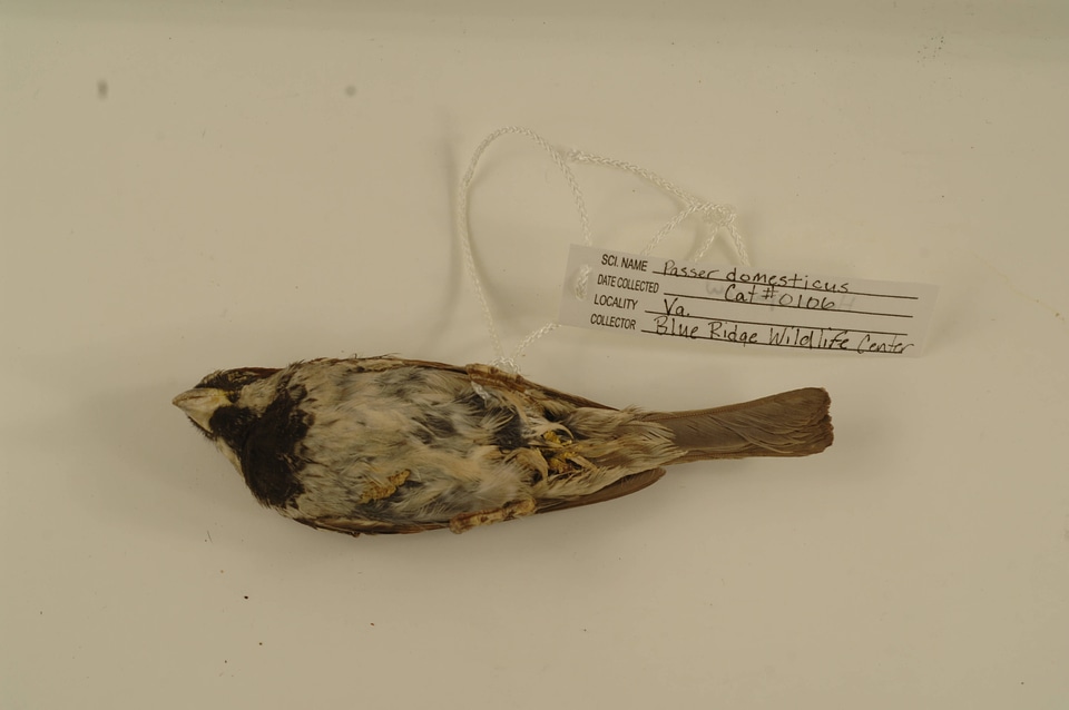 Passer domesticus-1