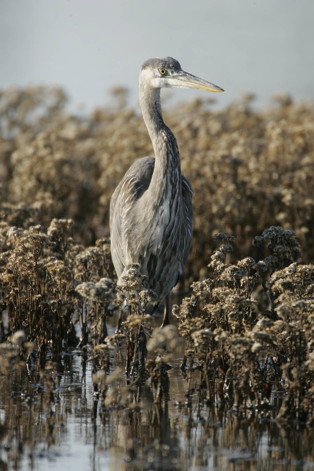 Great Blue Heron in wetland-1
