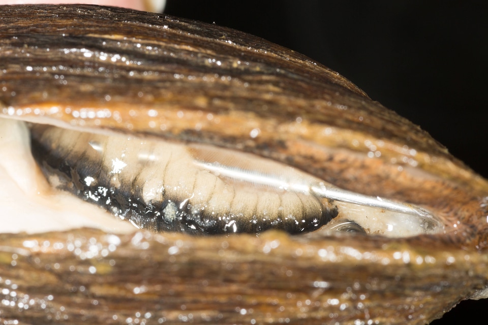 Extracting glochidia from freshwater mussel-2