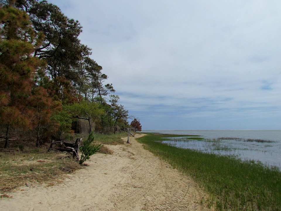 Debris and trees weakend by salt spray and Winter Storm Jonathan-3