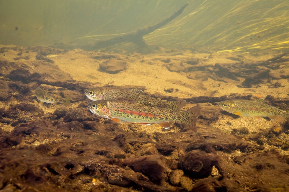 Rainbow trout swim in Meadow Creek-2