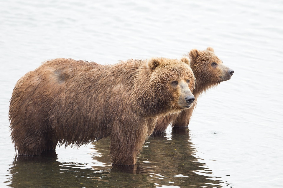 Kodiak brown bears-1