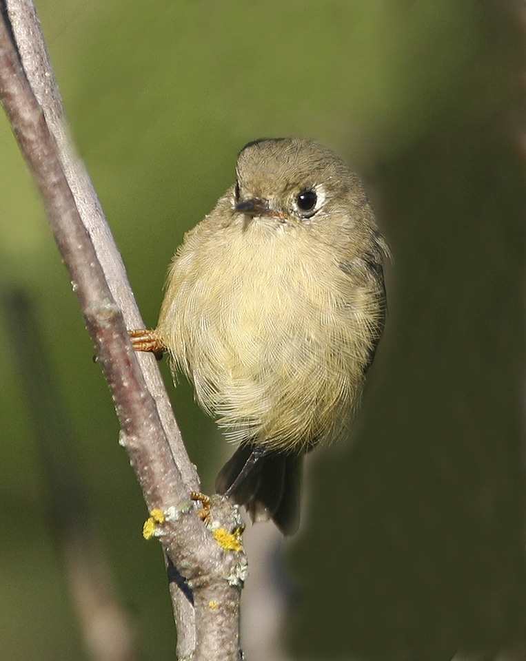 Ruby-crowned Kinglet-1