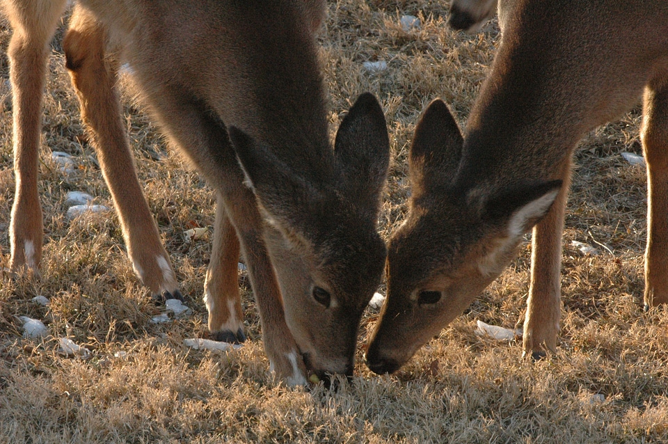 Two White-tailed Deer