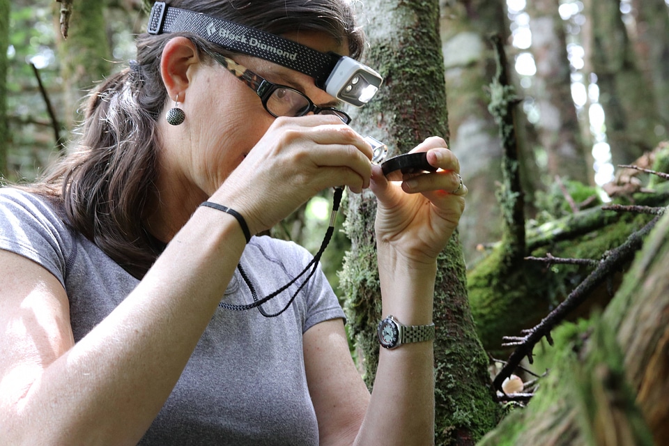 Biologist, Sue Cameron examines a spruce-fir spider