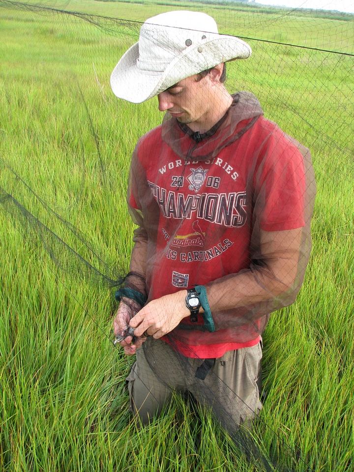 Saltmarsh sparrow banding-2