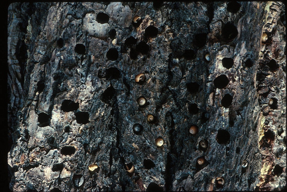 Acorn storage for Acorn Woodpecker