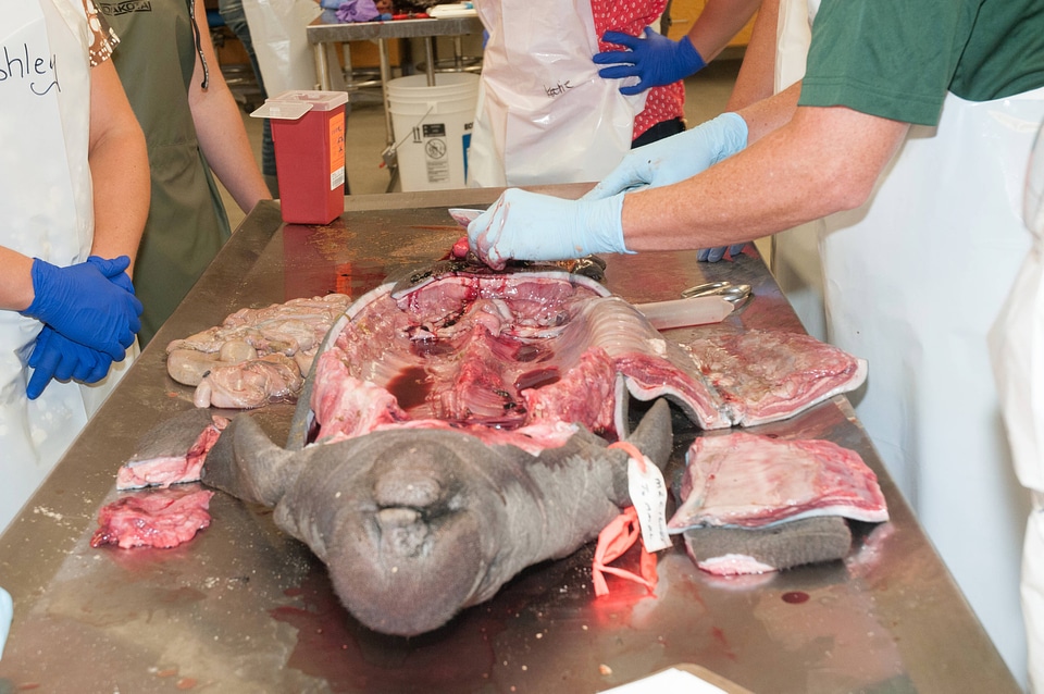 Marine Mammal Stranding Course at NCTC-2