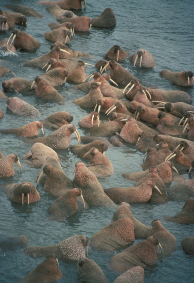 Walrus Herd