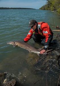 USFWS Fisheries workers releasing lake sturgeon-2