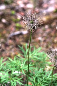 Prairie smoke wildflower