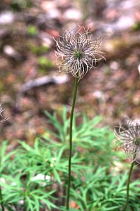 Prairie smoke wildflower photo